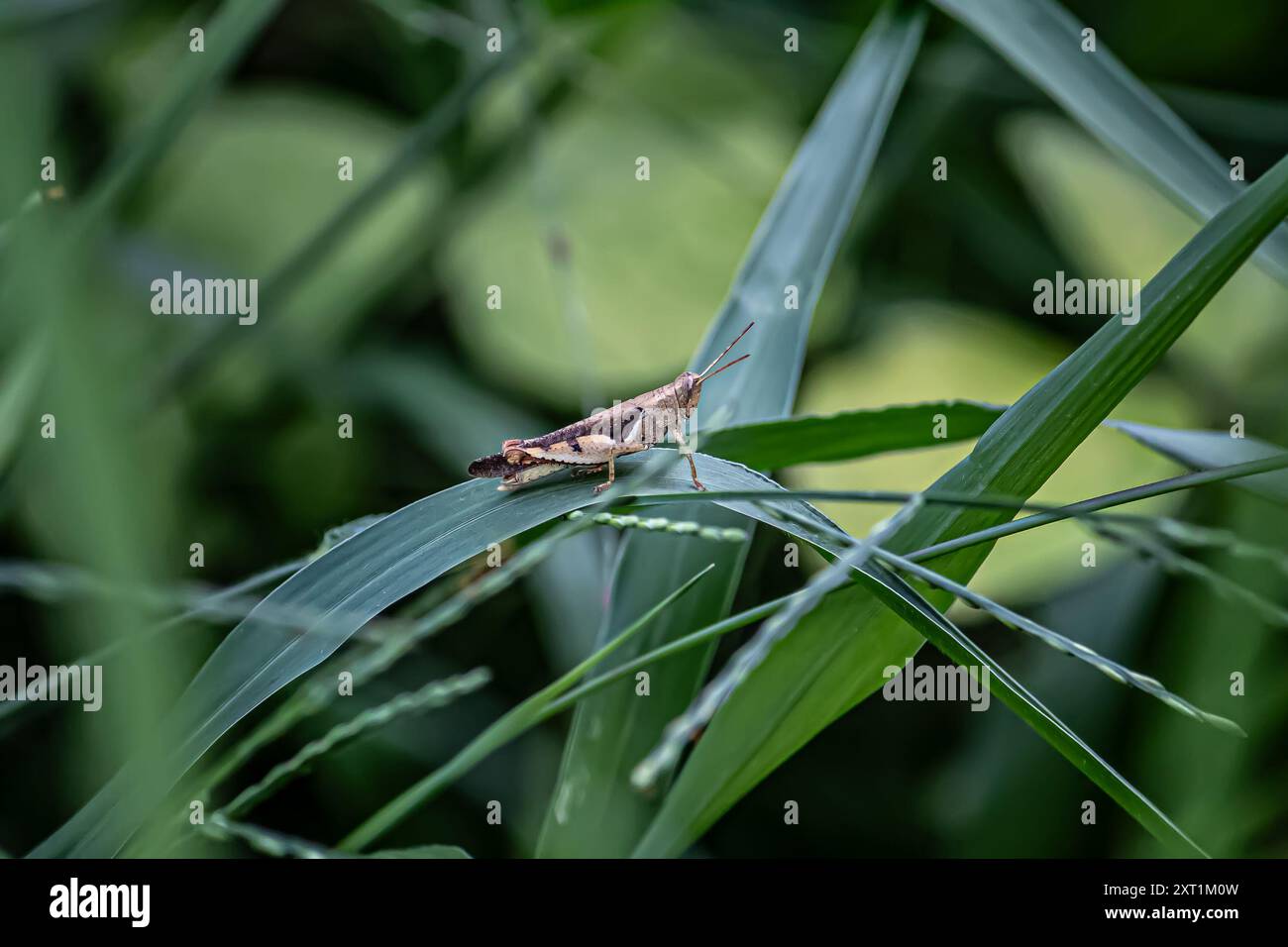 Cavalletta grigia in giardino Foto Stock