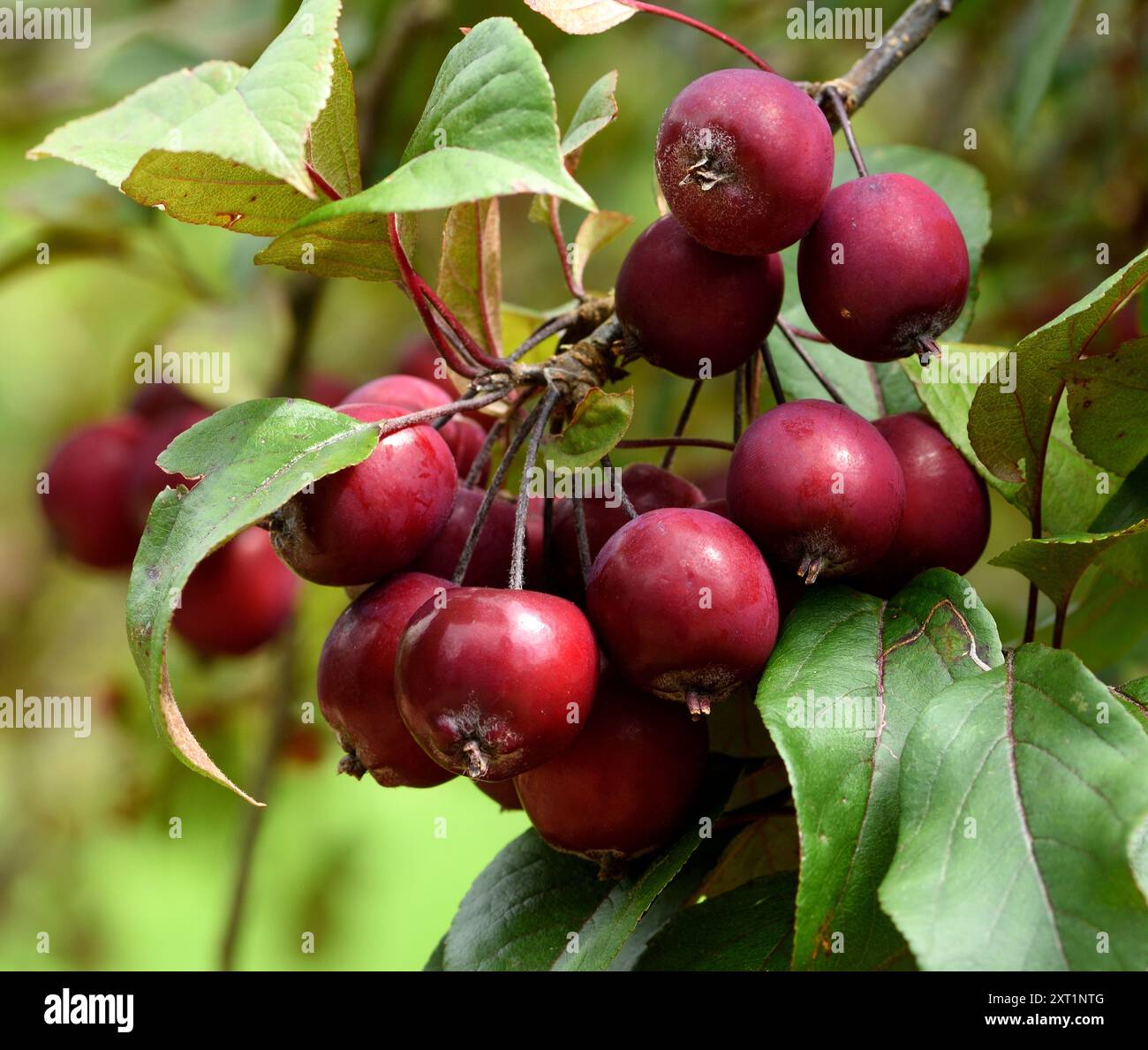 Primo piano del frutto rosso di Malus Neville Copeman. Foto Stock