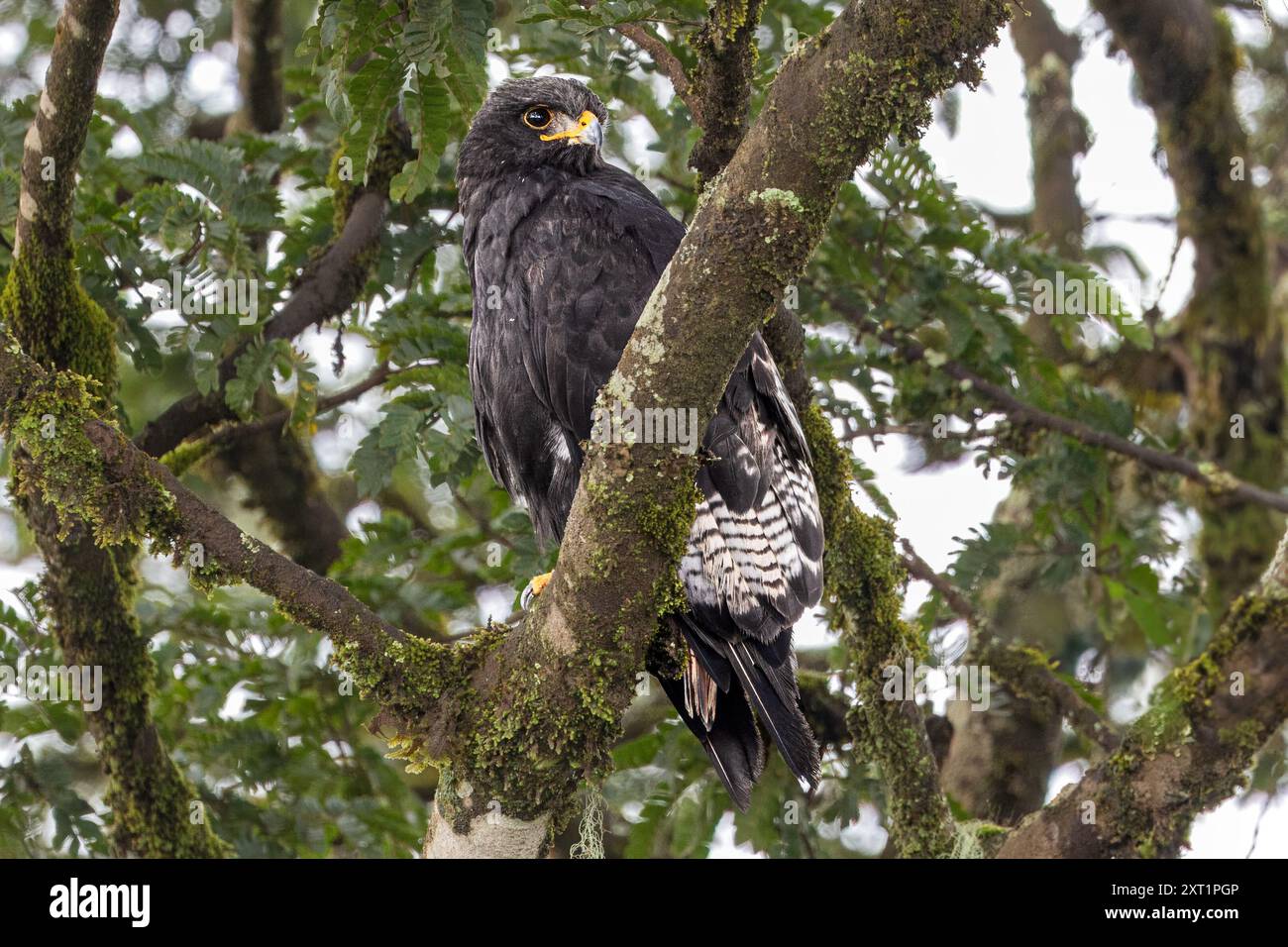 Augur Buzzard, dark morph, cratere di Ngorongoro, Tanzania Foto Stock