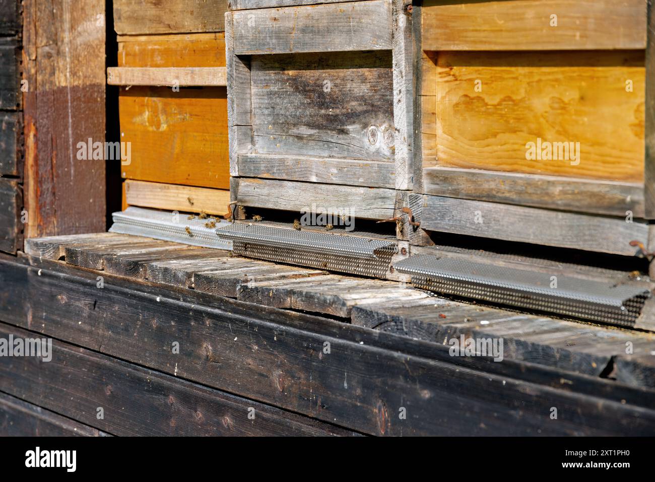 Alveari in legno per api mellifere in estate Foto Stock