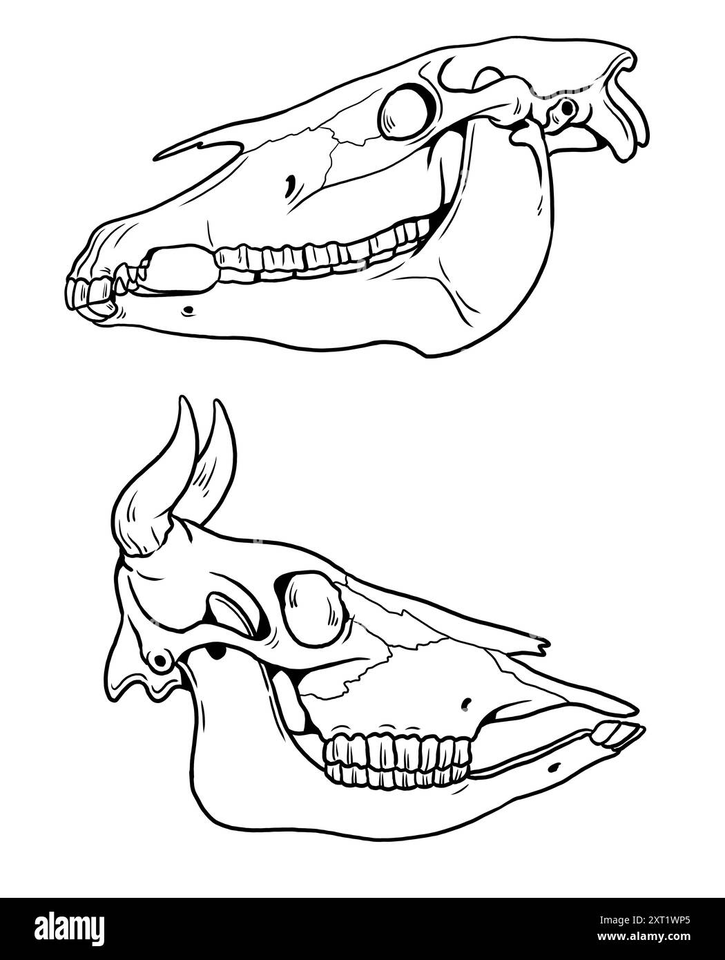 Disegno del contorno fatto a mano con i teschi di un cavallo e di una mucca. Scheletro animale per colorare e imparare. Foto Stock