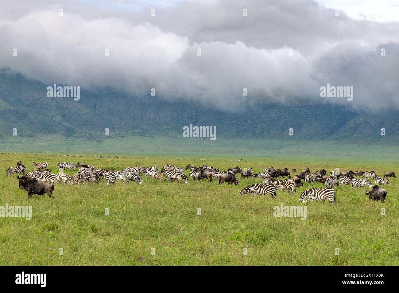 GNU dalla barba bianca occidentale, zebra di Grant, Equus quagga boehmi, cratere di Ngorongoro, Tanzania Foto Stock