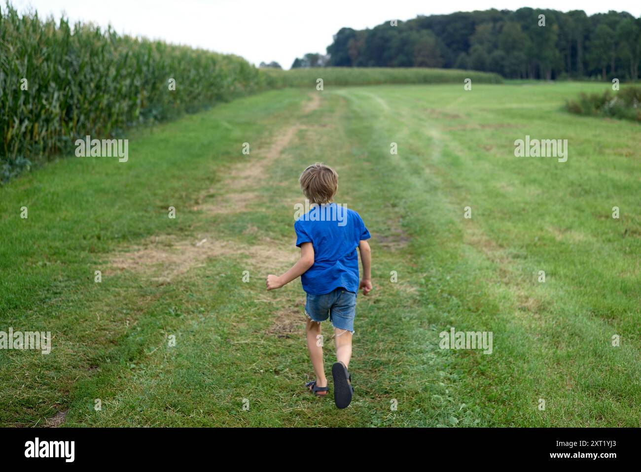 Un ragazzo con una camicia blu e pantaloncini corra su un sentiero erboso vicino a un campo di mais. Bola02736 Copyright: XConnectxImagesx DATA RECORD NON DICHIARATA Foto Stock