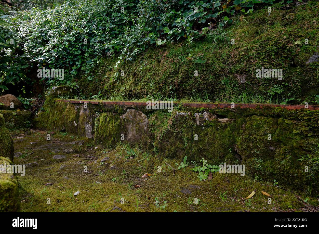 Un antico muro di pietra coperto di muschio a Sintra, che si fonde perfettamente con la lussureggiante vegetazione Foto Stock