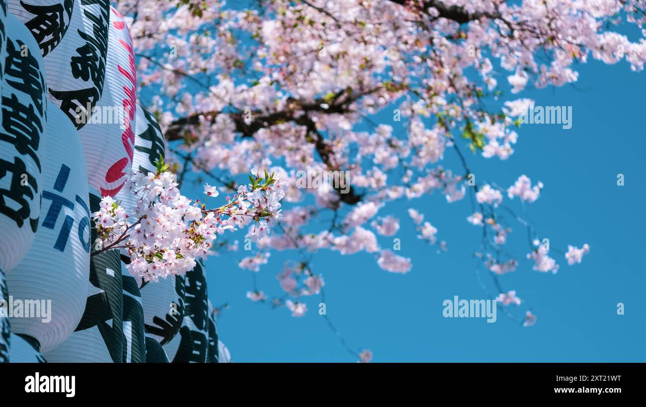 Fiori di ciliegio in primavera con le tradizionali Lanterne Tokyo Giappone Foto Stock