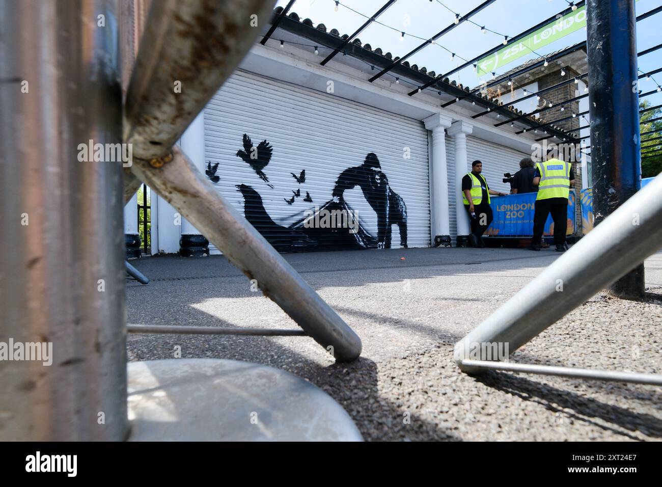 ZSL London Zoo, Londra, Regno Unito. 13 agosto 2024. Un gorilla dell'artista Banksy allo ZSL London Zoo. Crediti: Matthew Chattle/Alamy Live News Foto Stock