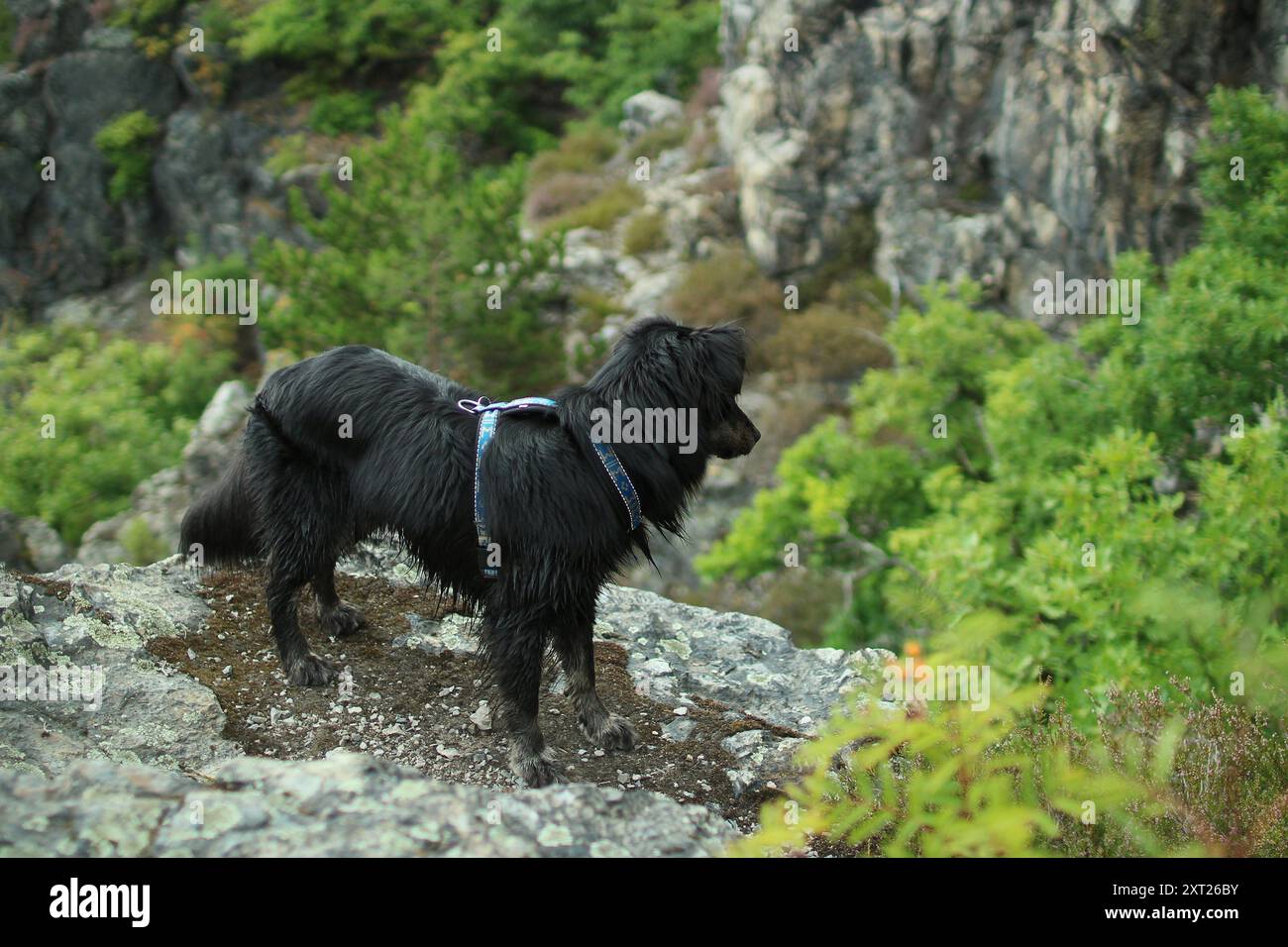 Un cane nero sta sopra l'abisso e guardalo intorno. Foto Stock