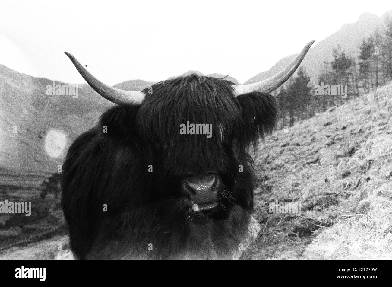 Mucca delle Highland di Buttermere Foto Stock