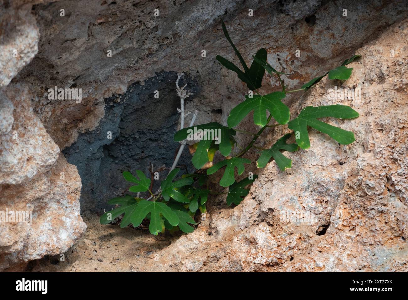 Piccolo cespuglio di fichi, che cresce in una crepa nella roccia calcarea Foto Stock
