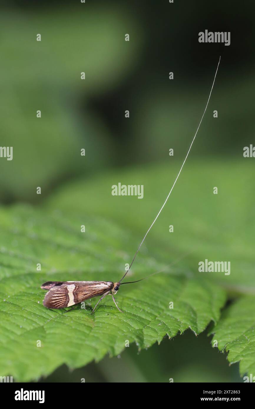 Longhorn con bande gialle (anche noto come Longhorn con barre gialle) - Nemophora degeerella - maschio Foto Stock