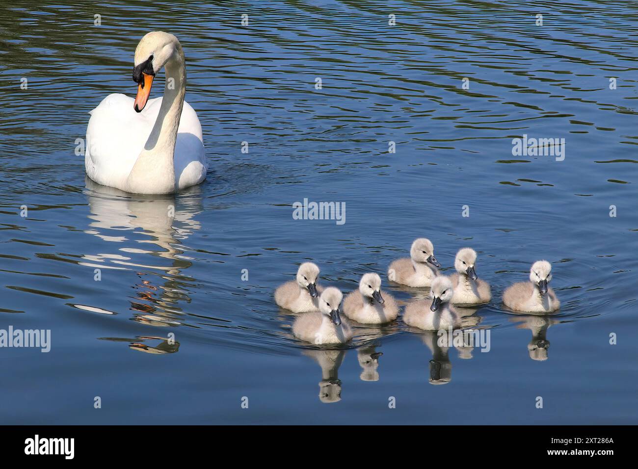 Cigno Cygnus olor con cygnets Foto Stock