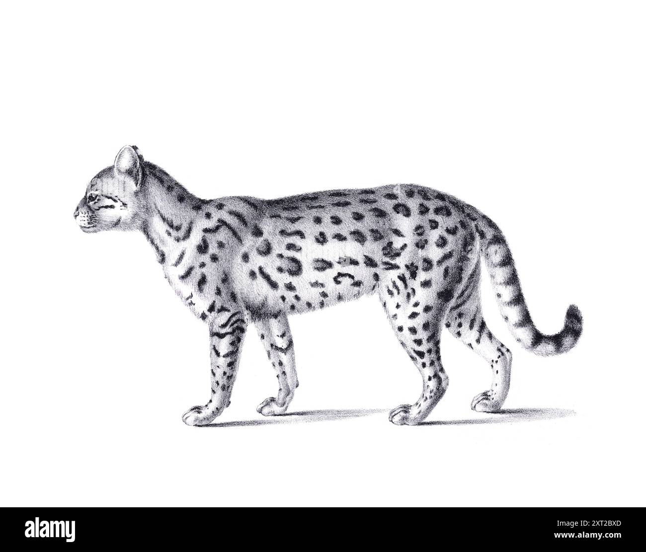 Illustrazione Ceylon Cat. Schizzo a matita di un gatto Ceylon isolato su un semplice sfondo bianco. Foto Stock