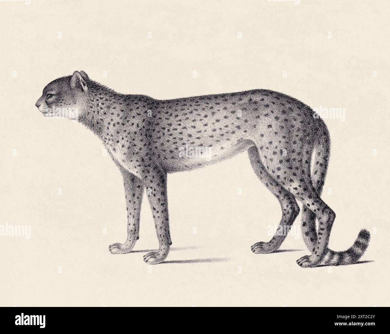 Illustrazione di Cheetah. Schizzo a matita di un ghepardo isolato su un vecchio sfondo beige. Foto Stock