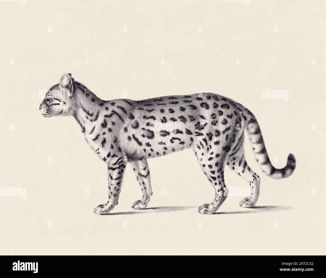 Illustrazione Ceylon Cat. Schizzo a matita di un gatto Ceylon isolato su uno sfondo beige invecchiato. Foto Stock