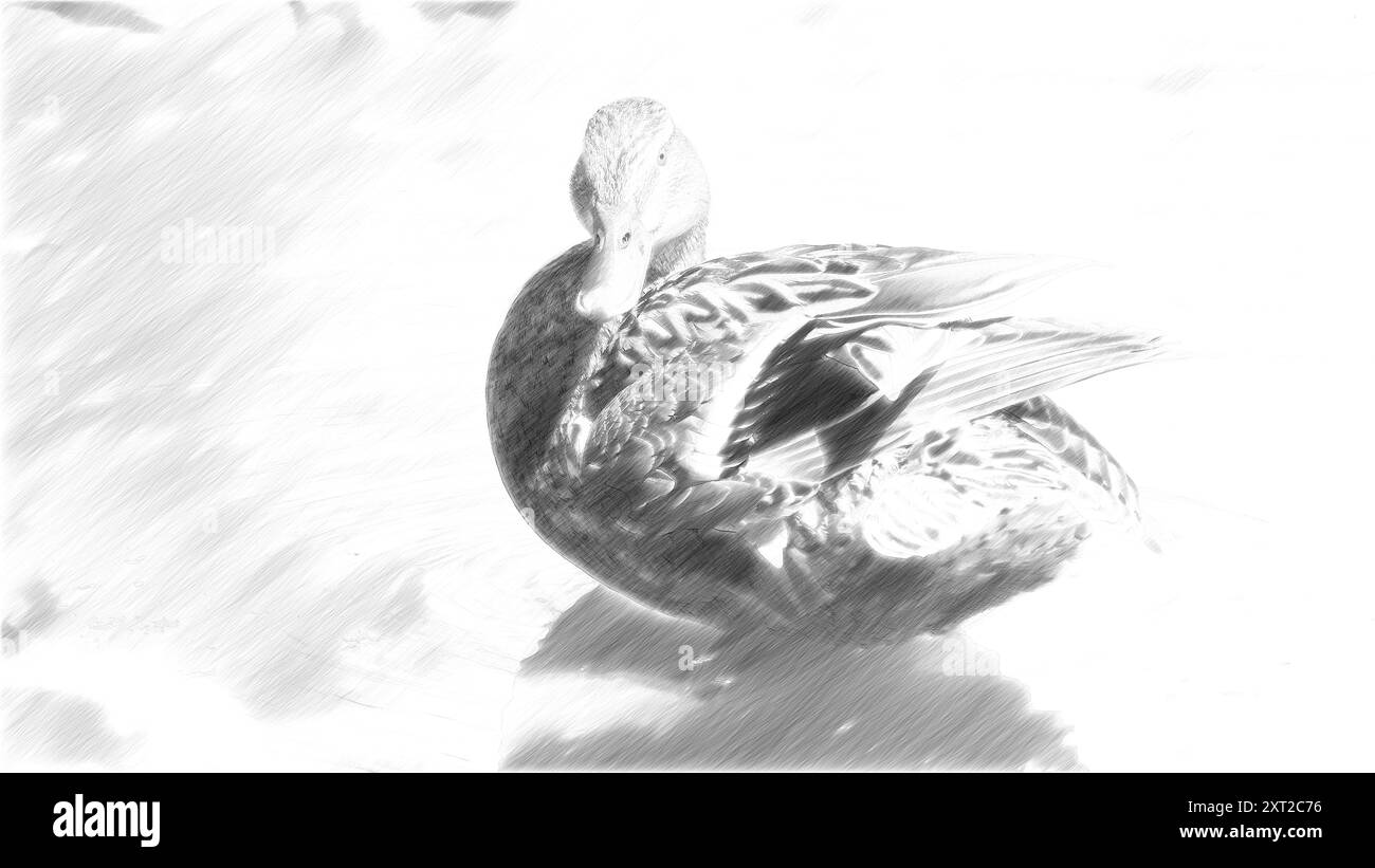 Disegno a matita di un'anatra domestica Foto Stock