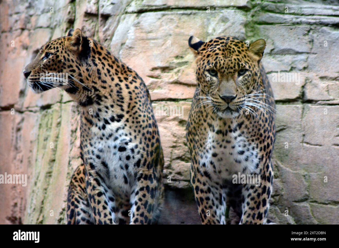 un leopardo distratto e uno vigile e minaccioso Foto Stock