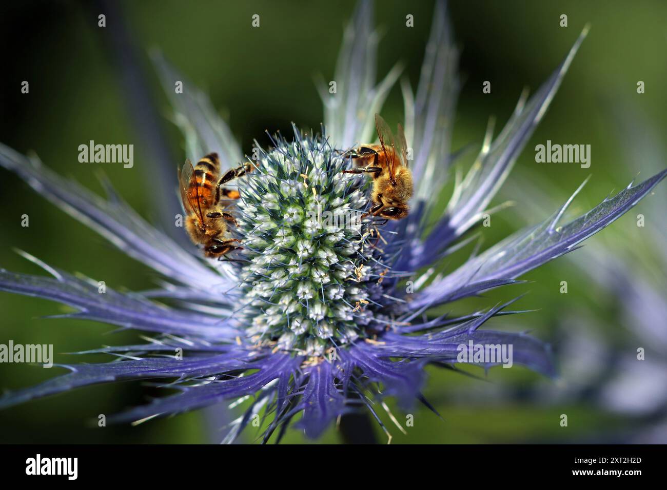 Eryngium X zabelii Jos Eijking: Le api mellifere adorano il cono verticale blu elettrico di nettare e polline ricchi di piccoli fiori e foglie spighe. Macro Foto Stock