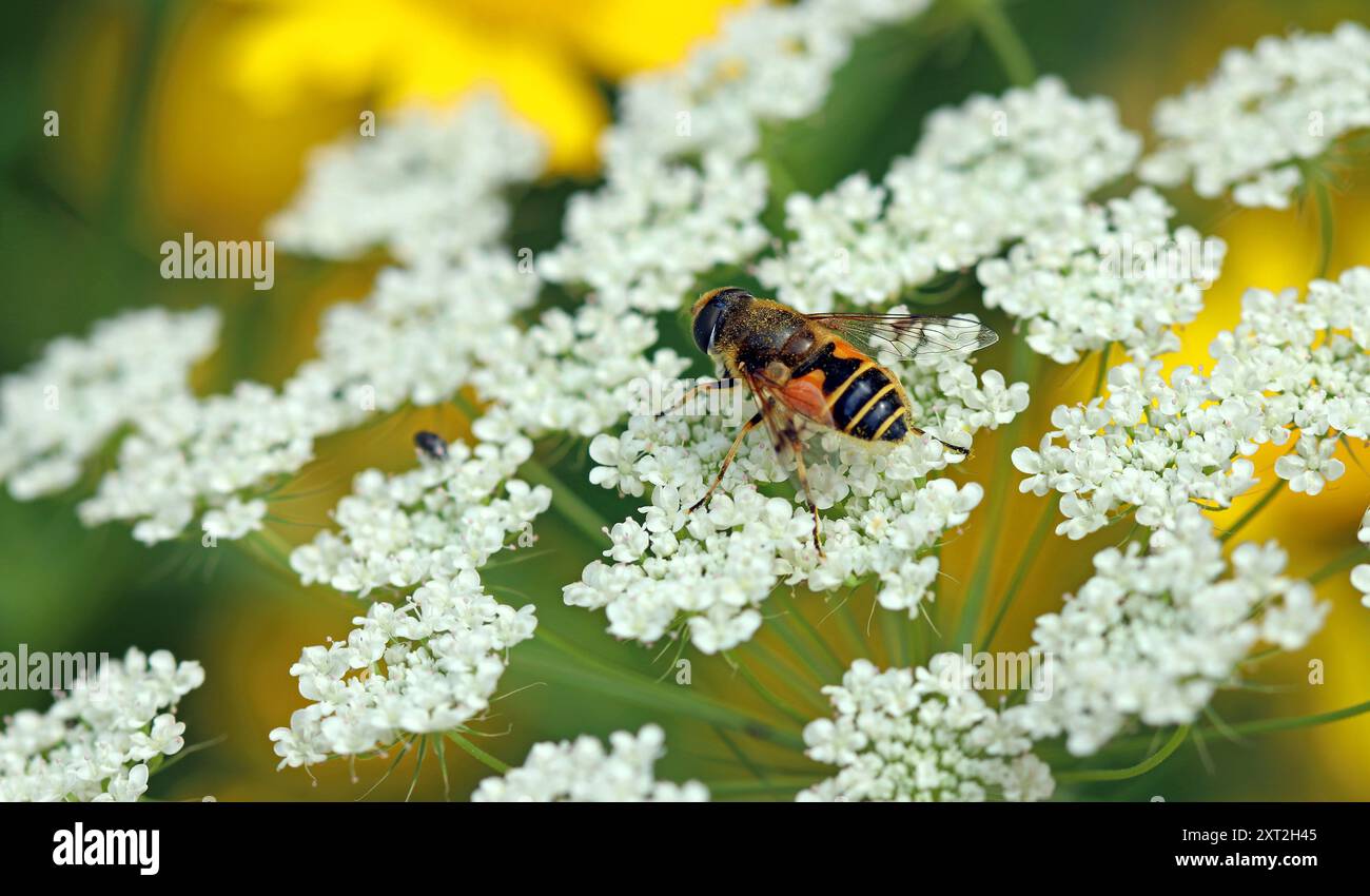 Immagine macro: Vola sui piccoli fiori bianchi simili a pizzi di Ammi majus (False Queen Anne's Lace; Bishop's Flower). Wildflower Garden, Inghilterra, luglio Foto Stock