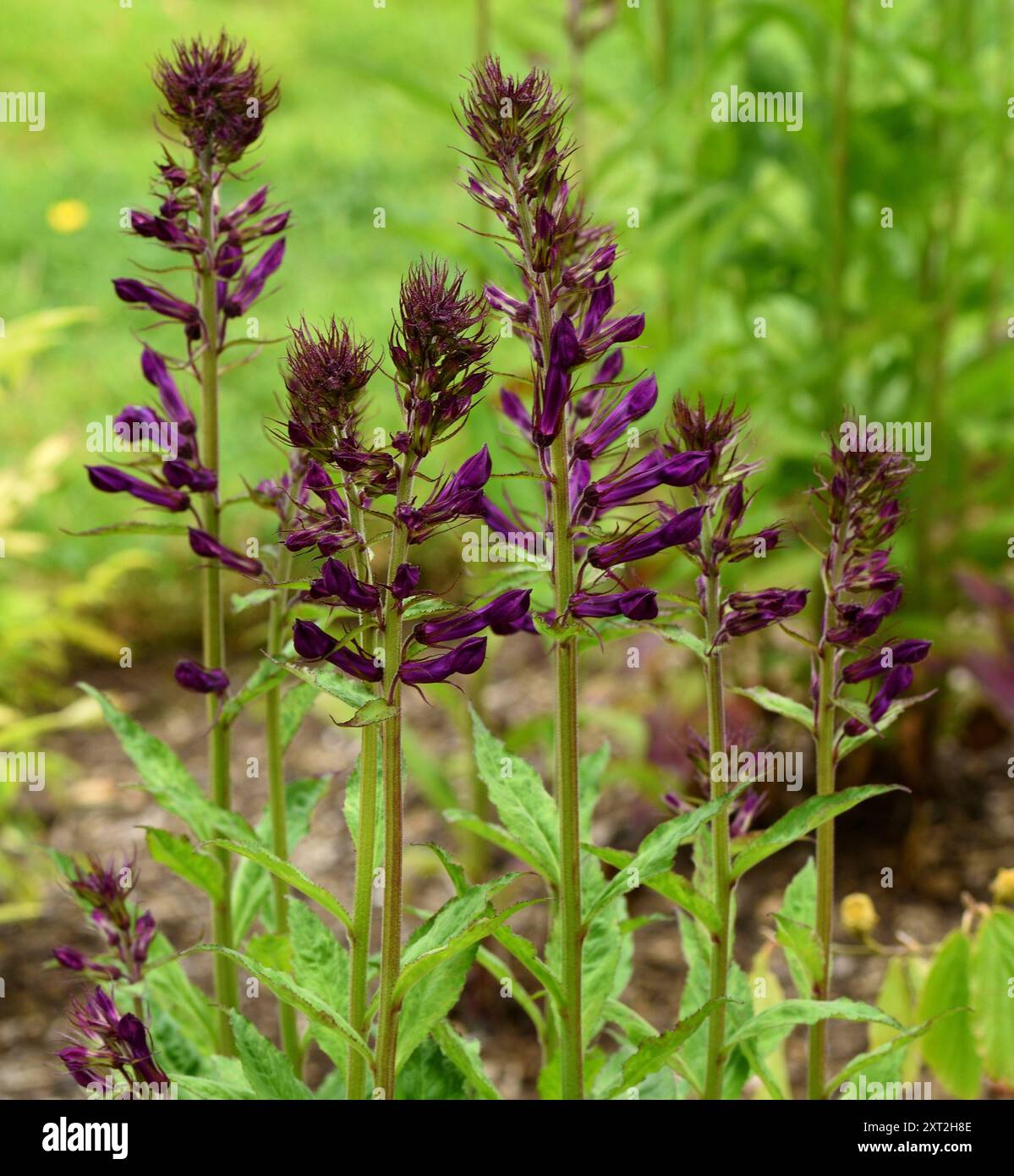 Primo piano dei fiori di Lobelia Hadspen Viola. Foto Stock