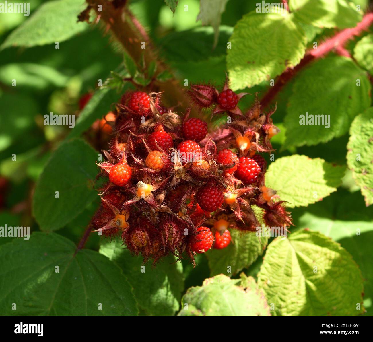 Primo piano del frutto del wineberry giapponese. Foto Stock