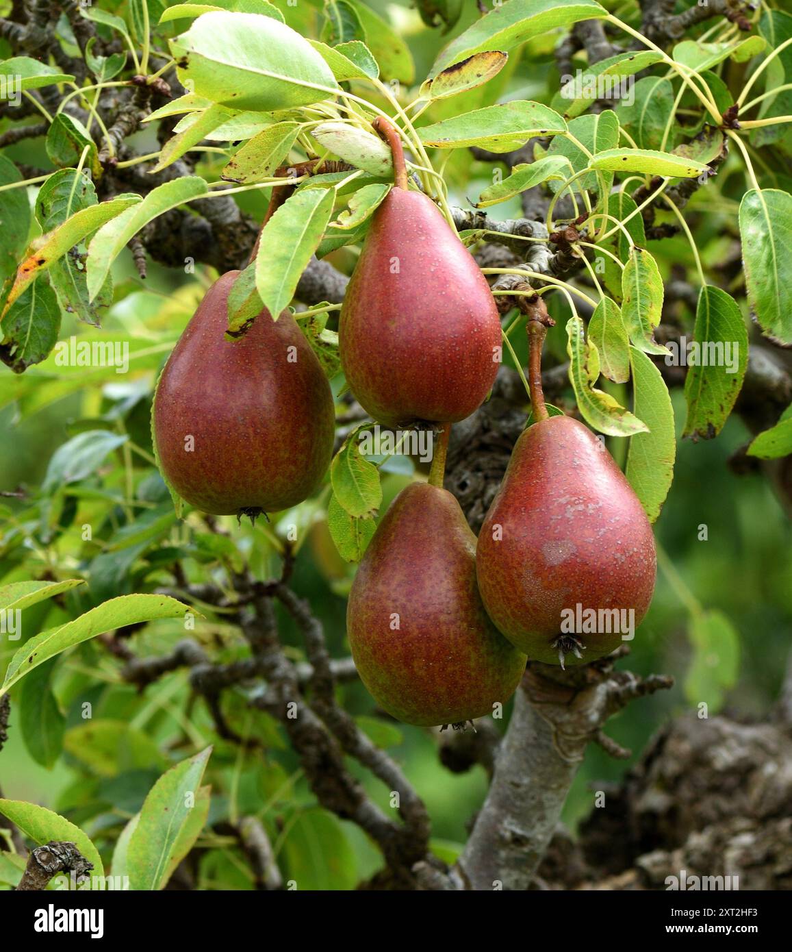 Primo piano del frutto di un albero di pera di Beurre Hardy. Foto Stock