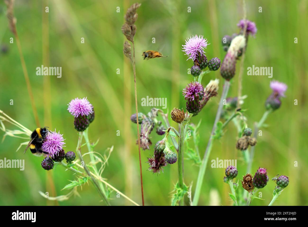 Un bumblebee dalla coda bianca abbraccia la testa di fiore rosa di un Cardo strisciante o Cardo canadese (Cirsium arvense). Wildflower Meadow, Inghilterra, luglio. Foto Stock