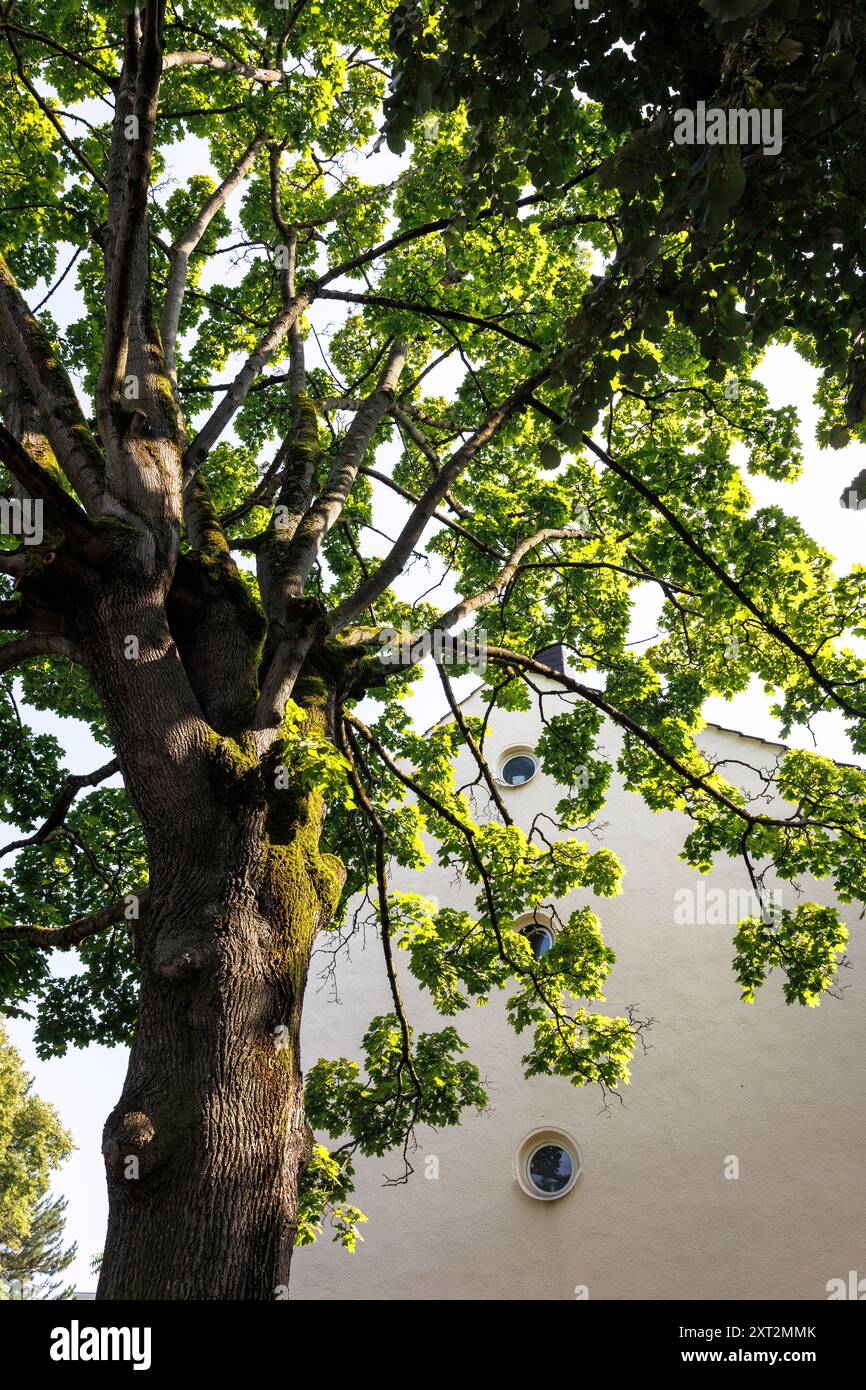 Un albero d'acero cresce di fronte a una casa con finestre rotonde nel muro a timpano in una strada intelligente, Colonia, Germania. ein Ahornbaum waechst vor einem Haus m Foto Stock