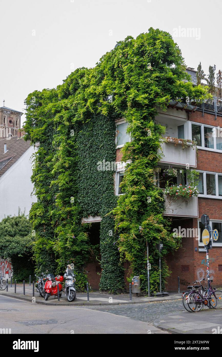 Con piante coperte casa in strada grosse Witschgasse, facade greening, Colonia, Germania. Begruentes Haus in der Strasse grosse Witschgasse, Fass Foto Stock