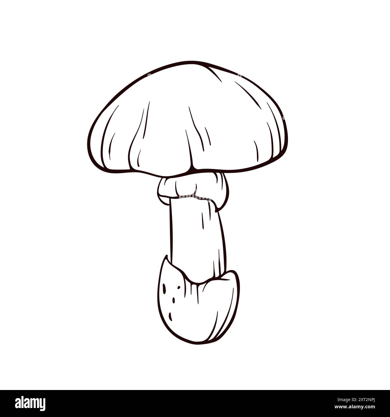 Fungo commestibile Caesar in stile art. Fungo commestibile, pianta forestale per la progettazione autunnale. Illustrazione vettoriale isolata su sfondo bianco. Illustrazione Vettoriale