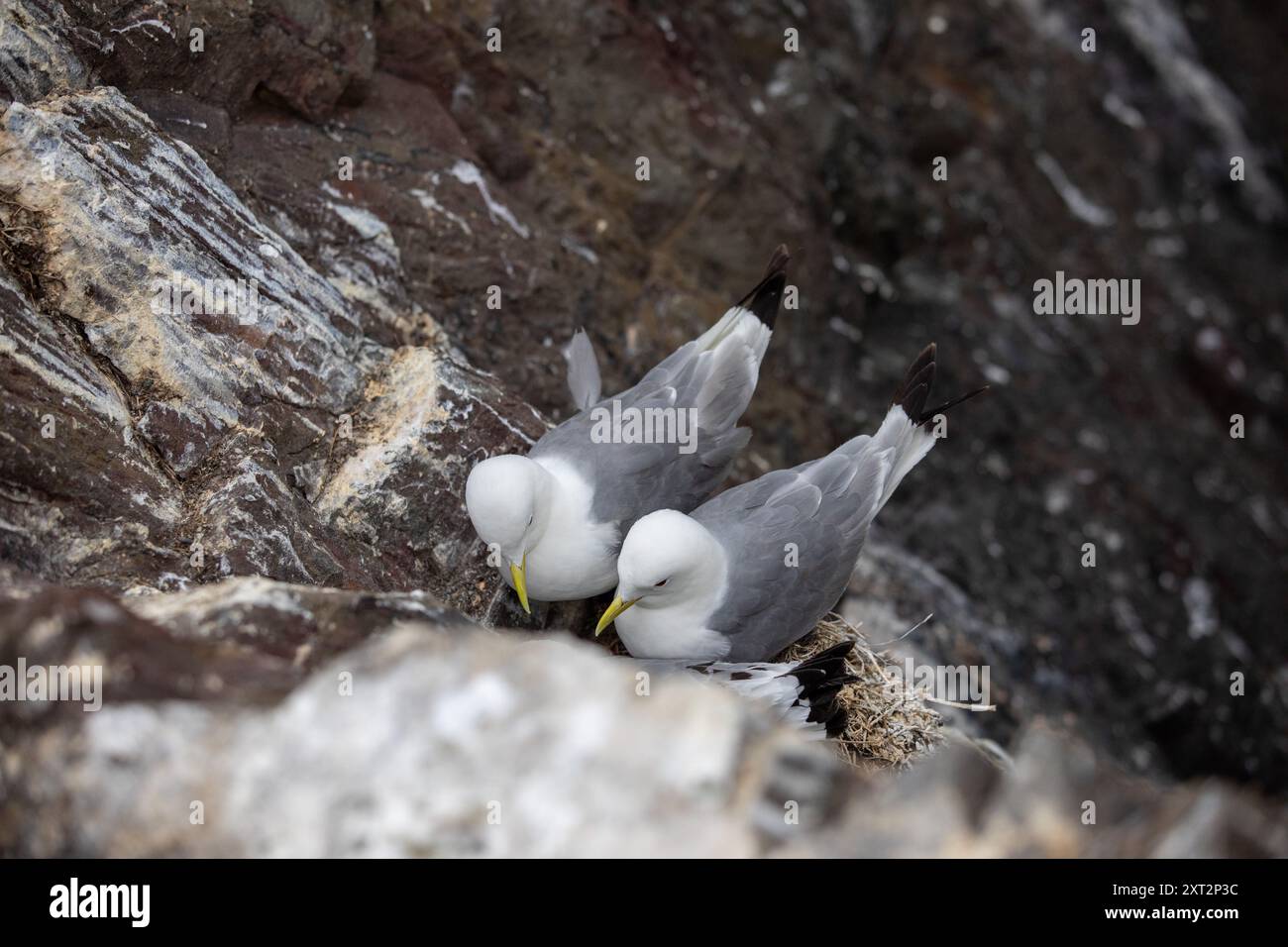 Kittiwake sta nidificando a Inner farne, Northumberland, Inghilterra Foto Stock