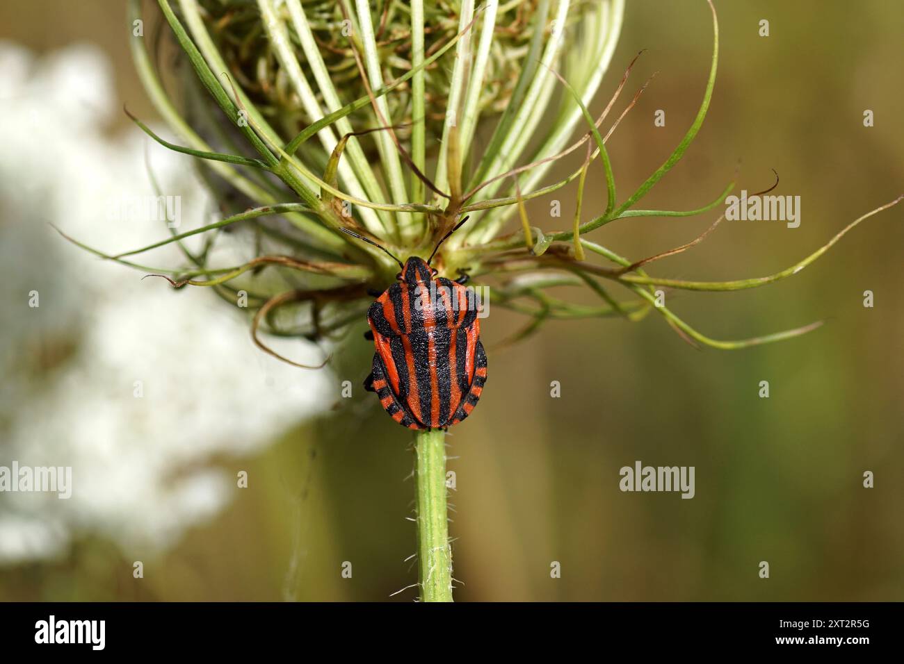 Insetto a strisce ravvicinate, Graphosoma italicum sul lato inferiore di un gruppo di frutta di una carota selvatica, Daucus carota. Paesi Bassi, estate, agosto. Foto Stock