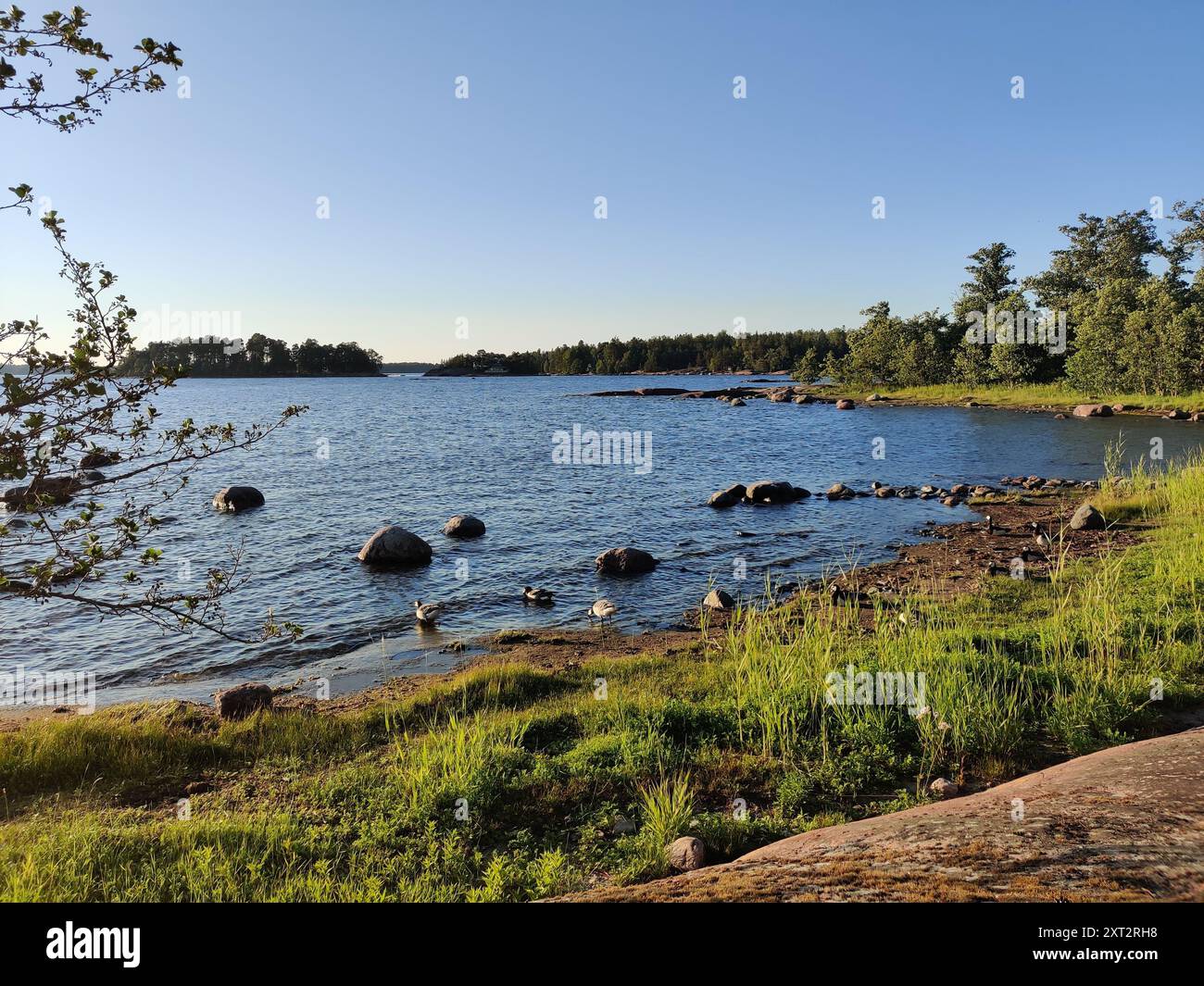 Baia del Mar Baltico, piccola costa rocciosa, spiaggia finlandese con oche canadesi in una soleggiata serata estiva scandinava in Finlandia, viaggiando, camminando durante Foto Stock