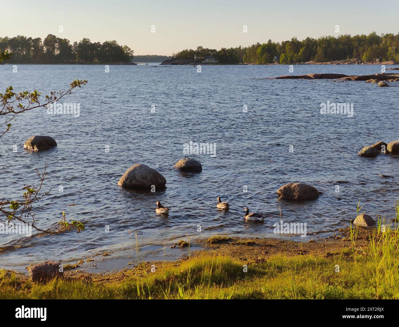 Baia del Mar Baltico, piccola costa rocciosa, spiaggia finlandese con oche canadesi in una soleggiata serata estiva scandinava in Finlandia, viaggiando, camminando durante Foto Stock