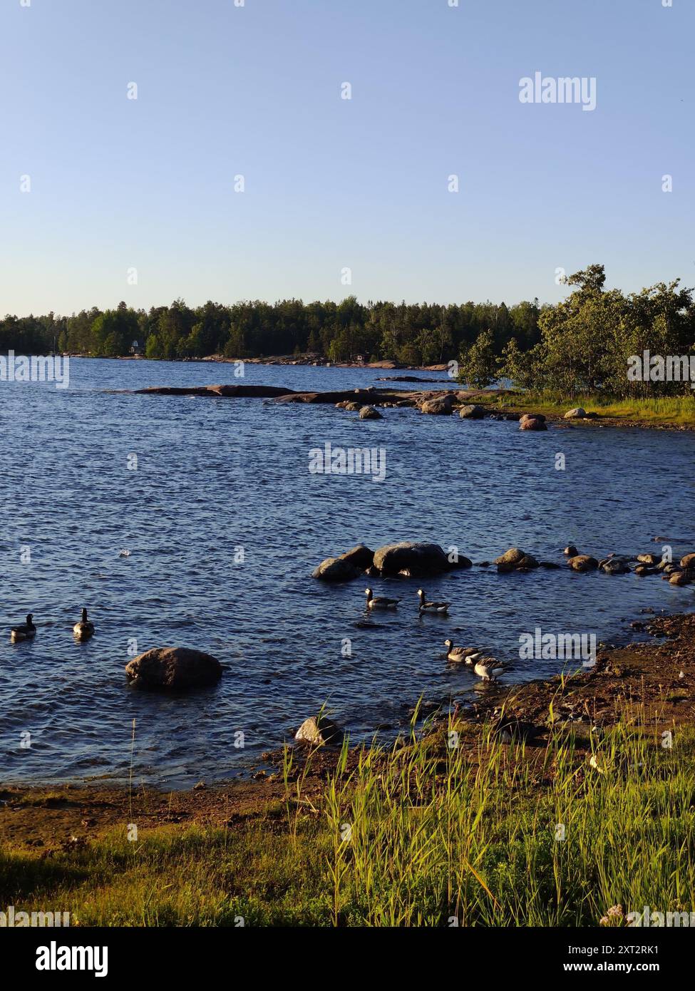 Baia del Mar Baltico, piccola costa rocciosa, spiaggia finlandese con oche canadesi in una soleggiata serata estiva scandinava in Finlandia, viaggiando, camminando durante Foto Stock