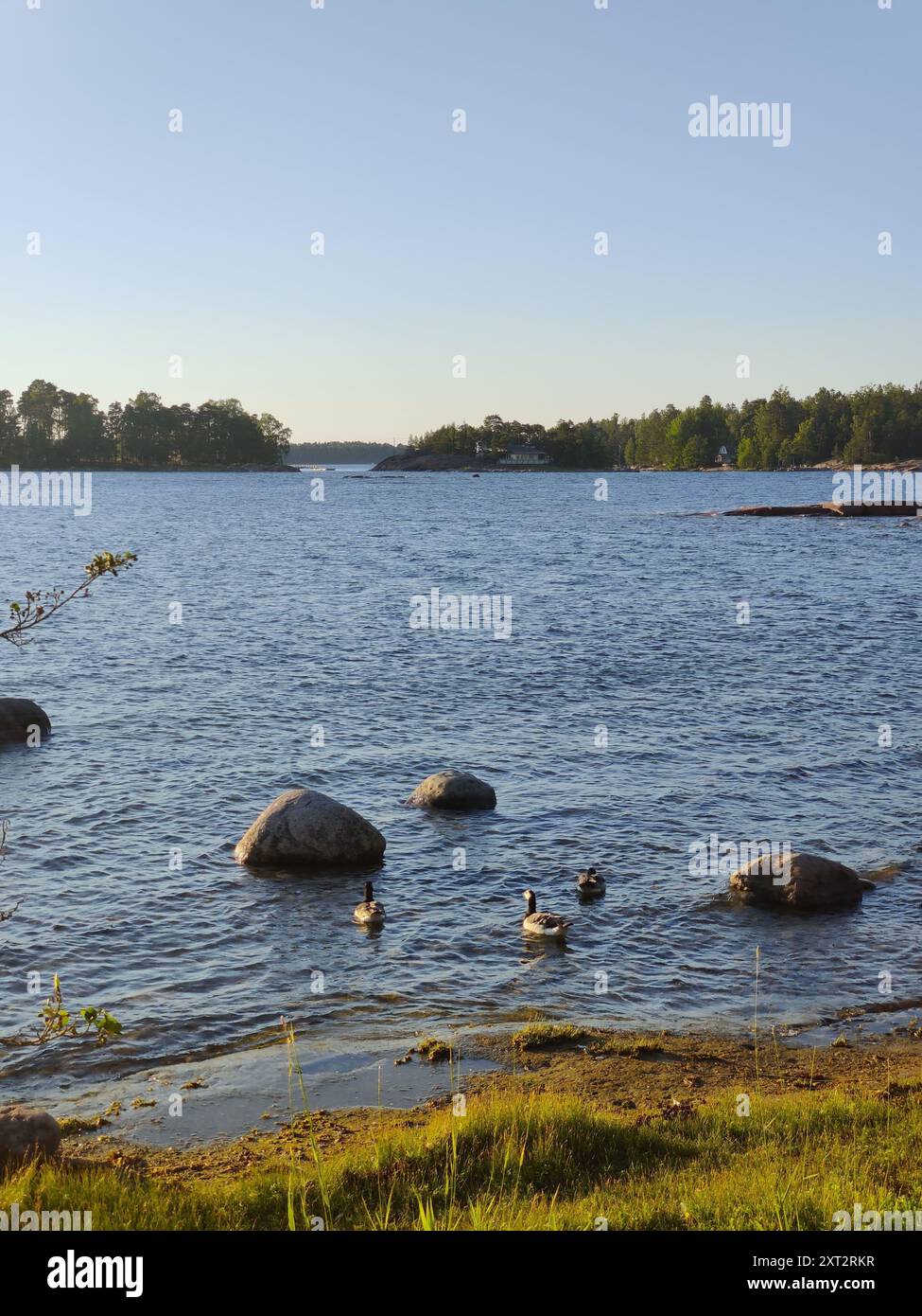 Baia del Mar Baltico, piccola costa rocciosa, spiaggia finlandese con oche canadesi in una soleggiata serata estiva scandinava in Finlandia, viaggiando, camminando durante Foto Stock