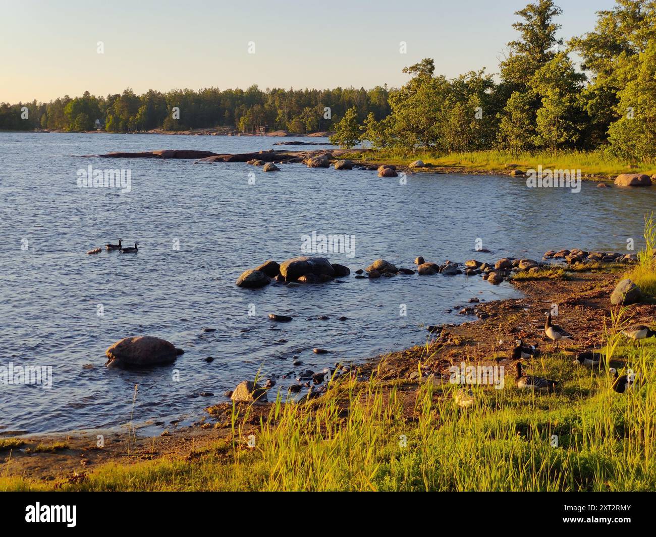 Baia del Mar Baltico, piccola costa rocciosa, spiaggia finlandese con oche canadesi in una soleggiata serata estiva scandinava in Finlandia, viaggiando, camminando durante Foto Stock