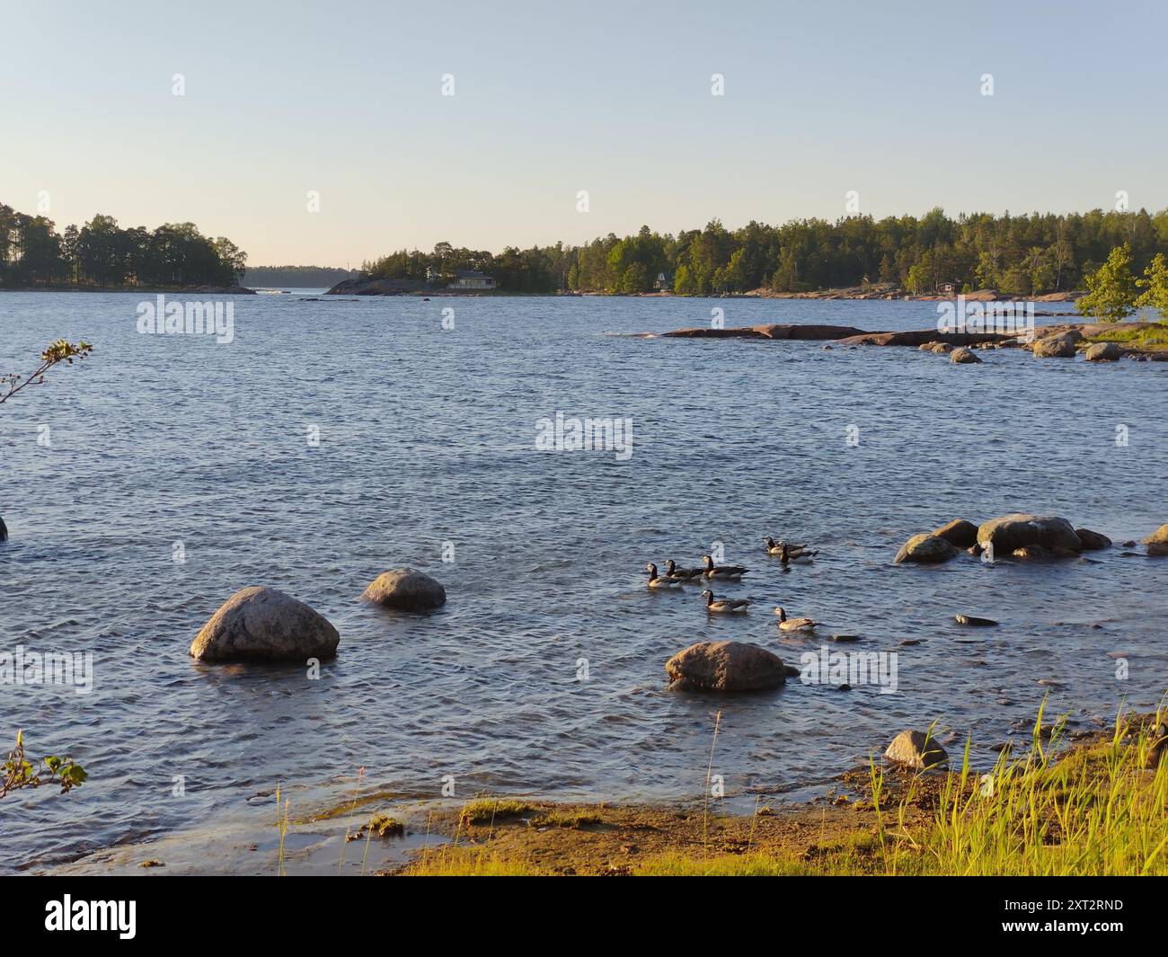 Baia del Mar Baltico, piccola costa rocciosa, spiaggia finlandese con oche canadesi in una soleggiata serata estiva scandinava in Finlandia, viaggiando, camminando durante Foto Stock