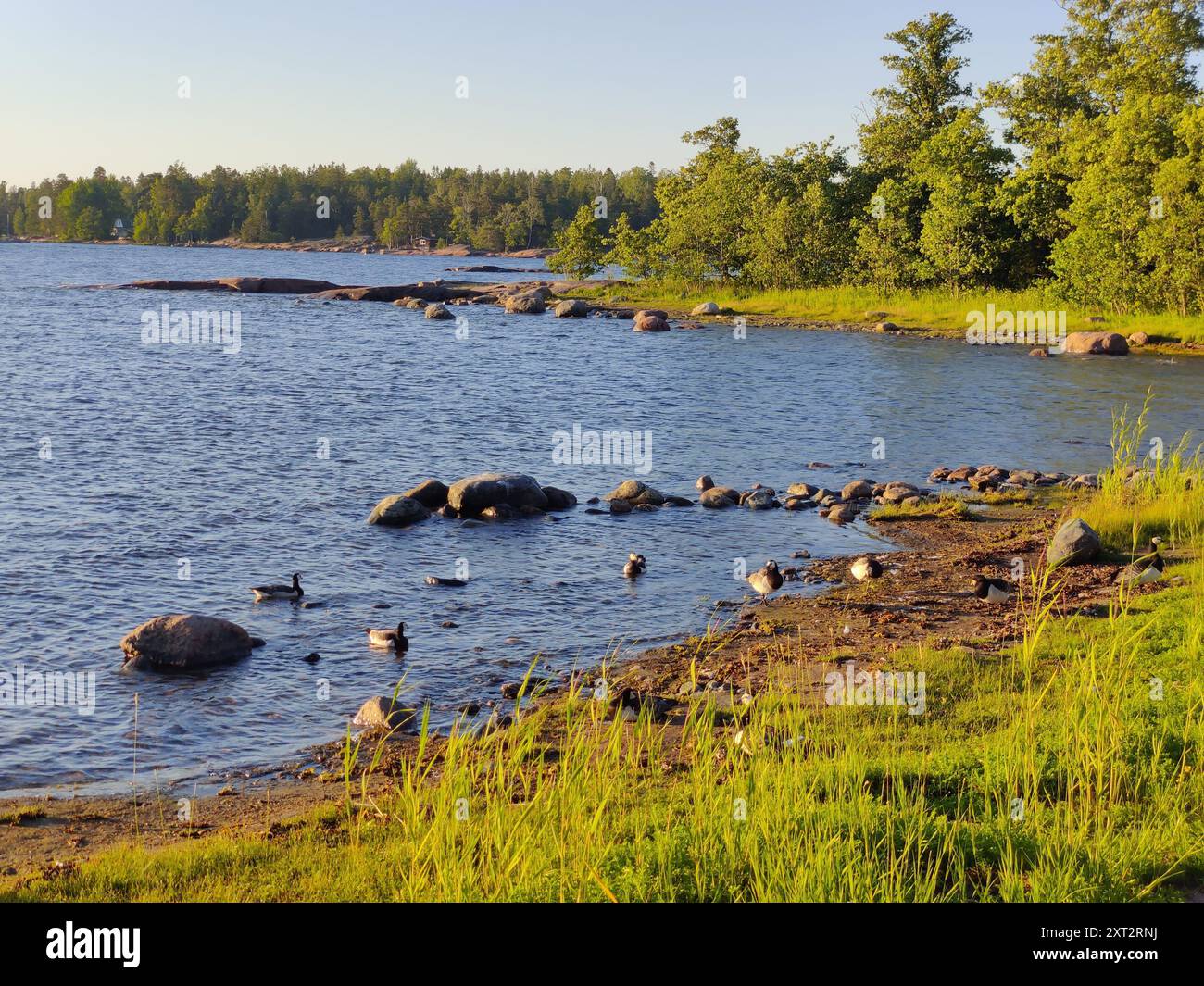 Baia del Mar Baltico, piccola costa rocciosa, spiaggia finlandese con oche canadesi in una soleggiata serata estiva scandinava in Finlandia, viaggiando, camminando durante Foto Stock