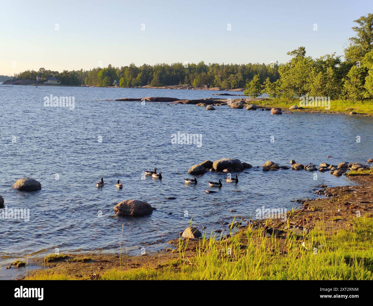 Baia del Mar Baltico, piccola costa rocciosa, spiaggia finlandese con oche canadesi in una soleggiata serata estiva scandinava in Finlandia, viaggiando, camminando durante Foto Stock