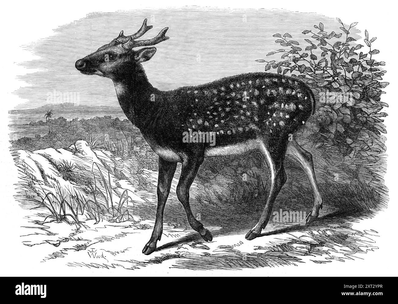 Prince Alfred's Stag, da Singapore, nei giardini della Zoological Society, [Londra], 1870. '...il cervo si rivela essere un animale molto interessante, ovviamente molto distinto da qualsiasi specie del gruppo che è stato finora ricevuto vivo dalla società. Né il signor Sclater, segretario della società Zoologica, è riuscito a identificarlo con qualsiasi specie precedentemente riconosciuta; così che, in uno dei recenti incontri della società, lo ha descritto come nuovo per la scienza, e ha proposto di chiamarlo Cervus Alfredi, come sua altezza reale il Principe, che aveva mandato a casa il primo spe conosciuto Foto Stock