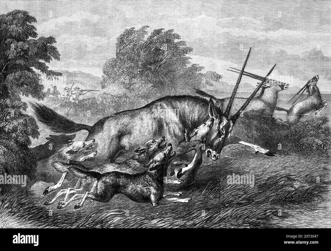 Caccia al Gemsbok in Sud Africa, 1870. "Il gemsbok (Oryx Capensis) si trova in piccole mandrie nella maggior parte delle regioni più secche del Sudafrica... le sue corna lunghe, dritte e appuntite lo rendono un animale piuttosto pericoloso se portato in baia. I cani soffrono spesso nel conflitto con esso; e anche il leone, si dice, a volte perde la vita nel tentativo di uccidere il gemsbok... Mr. Thomas Baines, di cui abbiamo inciso lo schizzo, ci dice che Henry Chapman e lui una volta hanno fatto un viaggio esplorativo verso sud della loro strada attraverso il continente; e, proprio mentre il sole stava tramontando, circa Foto Stock