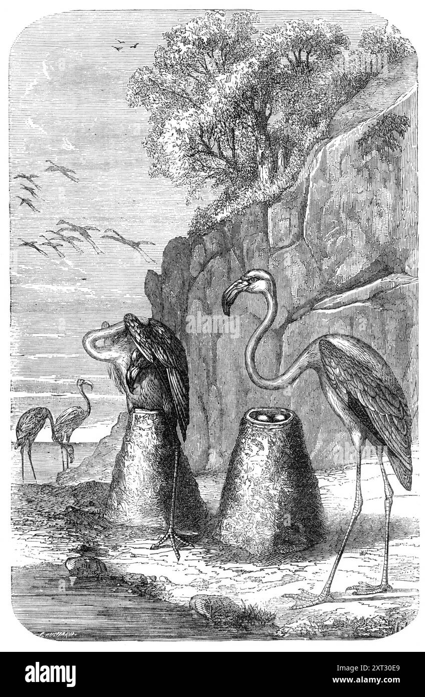 Flamingoes' Nests, da "The Universe", 1870. Illustrazione 'dal libro su "l'architettura degli uccelli"...[raffigurante] i nidi del fenicottero Rosso, che sono costruiti, sul terreno, di fango temperato grossolanamente. Questi nidi sono curiosamente sagomati, come uno stretto cono troncato, di circa 20". alto, con un bacino in alto, in cui la femmina dedica due o tre uova bianche. Per far schiudere le uova dal calore del suo addome, si mette a cavalcare il nido, con una gamba su ciascun lato, come mostrato nell'atteggiamento del secondo uccello". Da "Illustrated London News", 1870. Foto Stock