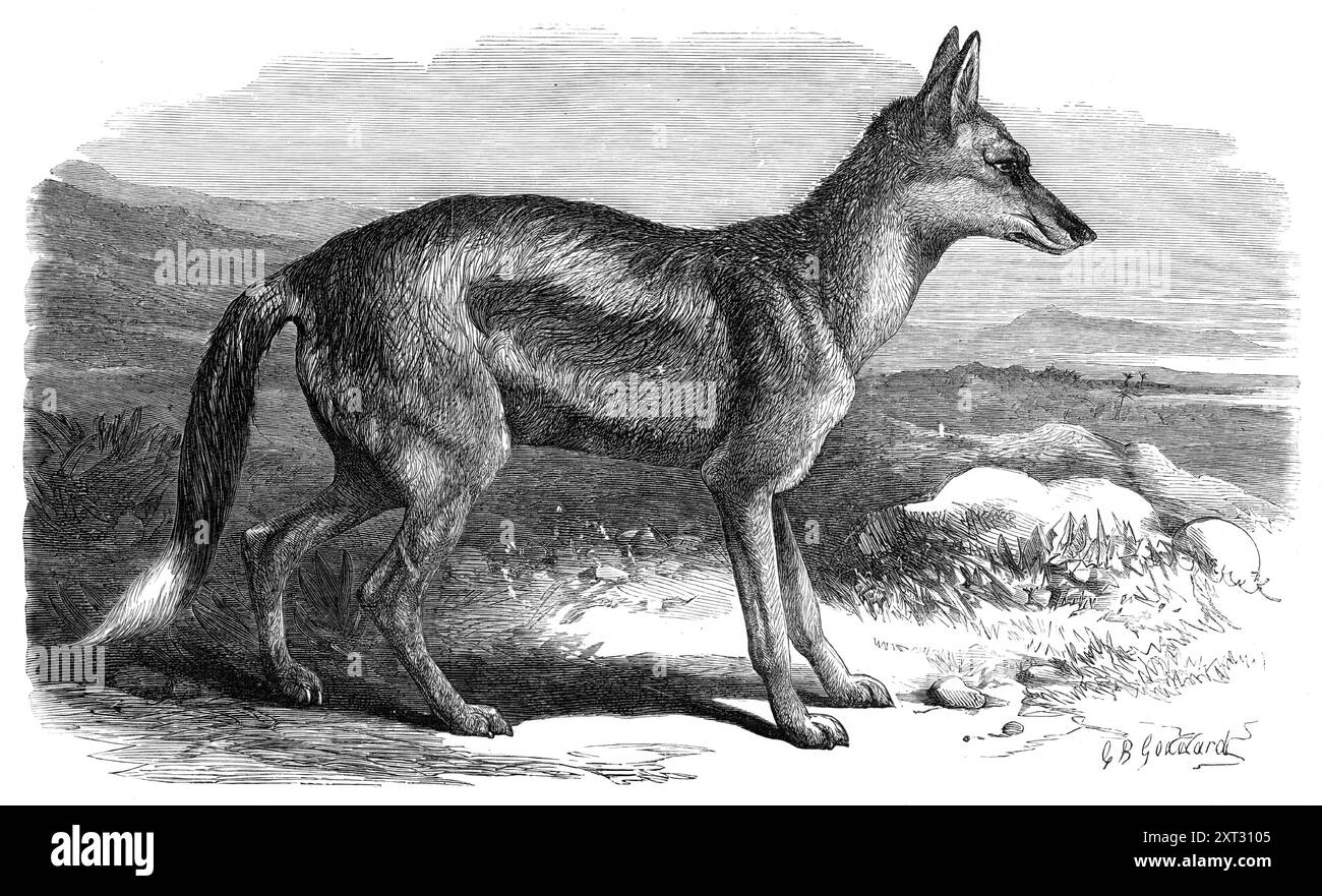 The Side-Striped Jackal nei giardini della Zoological Society, 1870. "I lupi, le volpi, gli sciacalli e i cani selvatici che formano il genere canis dei naturalisti sono tra i più abbondanti e generalmente diffusi di animali carnivori. Quasi ogni parte del mondo ha la sua specie peculiare di questo gruppo. La figura mostrata nella nostra illustrazione rappresenta l'aggiunta più recente fatta dalla società Zoologica alla sua collezione di questo gruppo di animali. È uno sciacallo, notevole per la fascia ben marcata sui fianchi e la lunga coda bianca. E' arrivato da una nave che l'ha portata direttamente dal Foto Stock