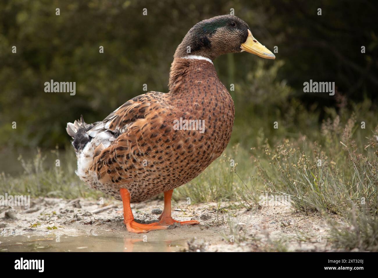 Dolce anatra nelle Dolomiti, Italia Foto Stock