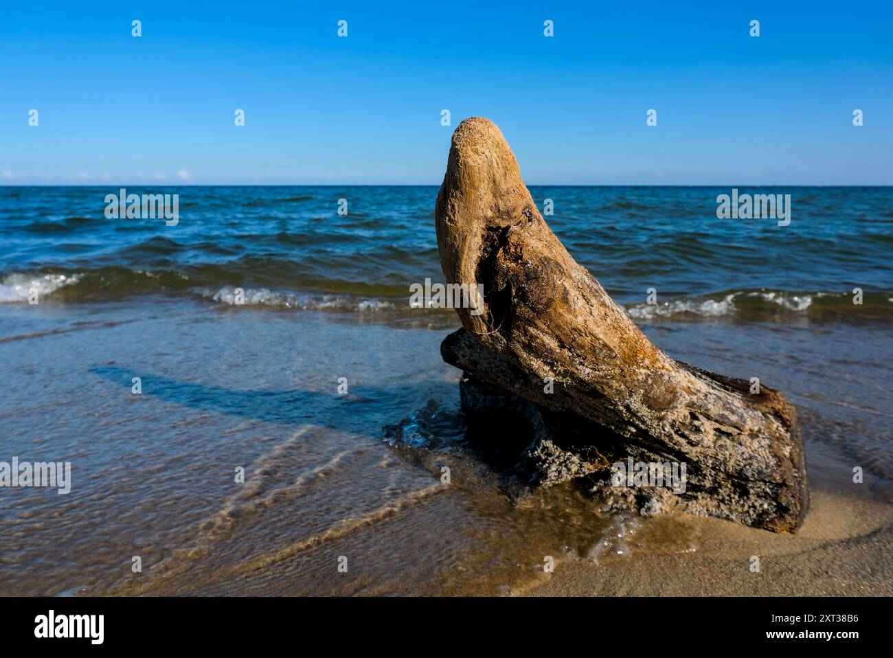 Un tronco di legno intempestivo lavato a riva su una spiaggia sabbiosa di Hel, Polonia, con onde che lambiscono delicatamente alla sua base sotto un cielo azzurro. Foto Stock