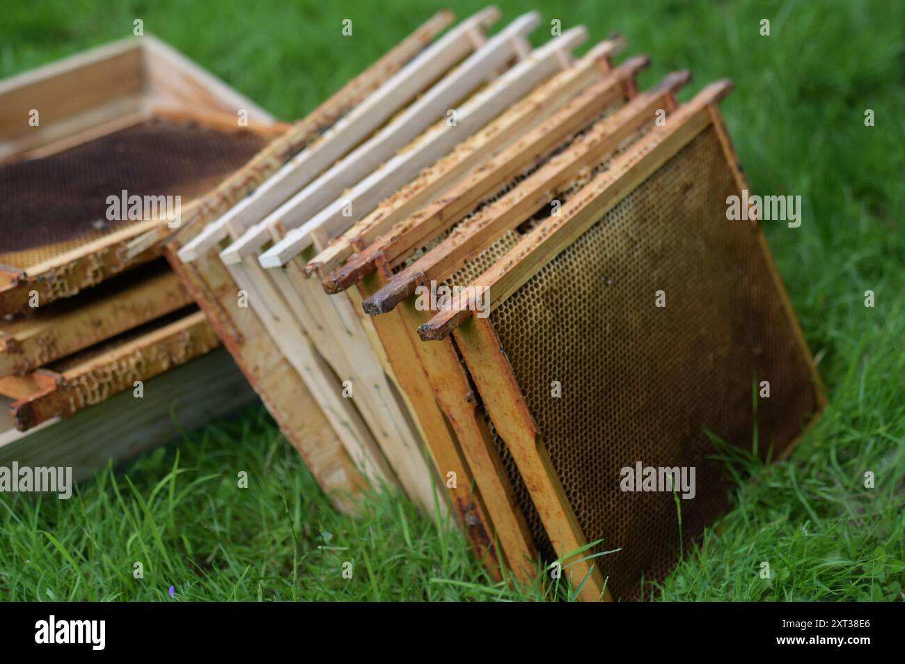 gli apicoltori ispezionano gli alveari in estate Foto Stock