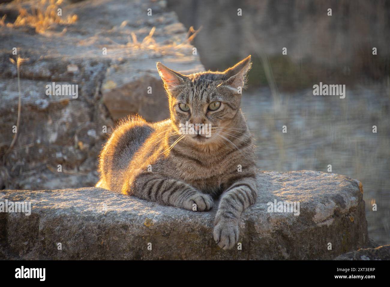 gatto tabby steso per terra Foto Stock