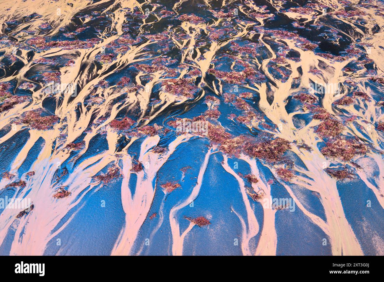 Questo splendido paesaggio costiero presenta fantasie fluide di alghe e sabbia, che creano un'armoniosa miscela di sfumature blu e rosa, somiglianti al delta del fiume Foto Stock