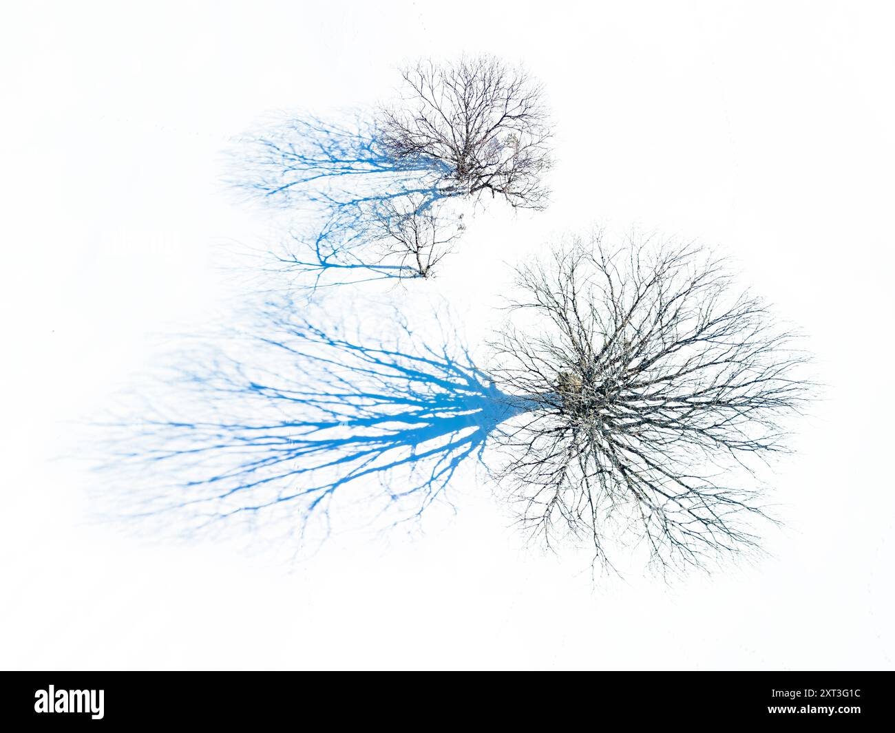 Questa immagine cattura una vista aerea di alberi aridi che proiettano vivaci ombre blu su un paesaggio innevato incontaminato, mostrando un aspetto scontroso ma bellissimo Foto Stock