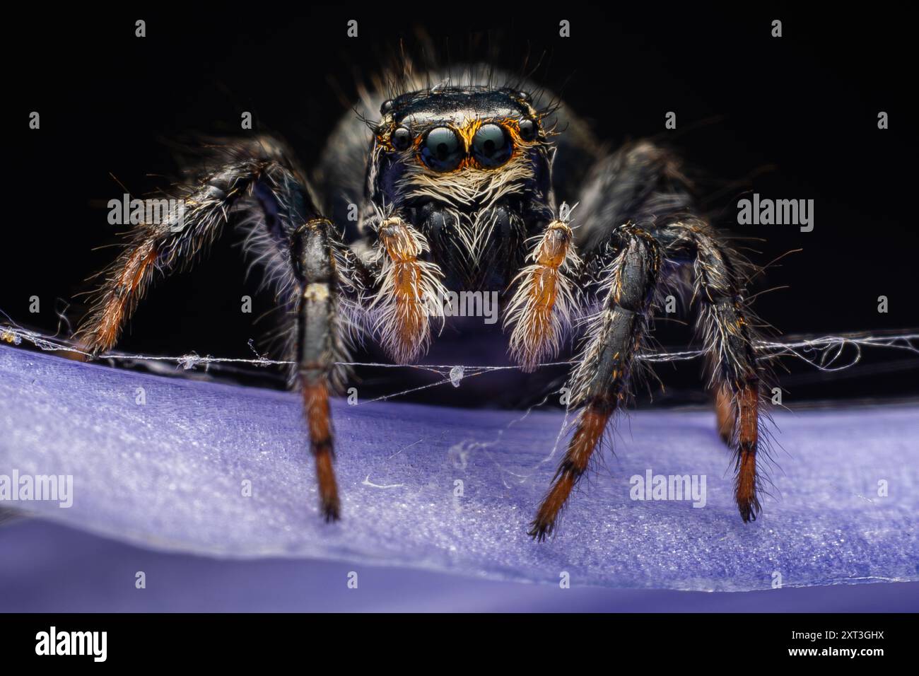 Una foto macro dettagliata che cattura un ragno che salta su una superficie viola, mostrando gli occhi vivaci e la texture pelosa Foto Stock